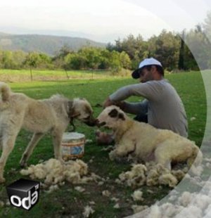 Türkiyədə çoban partiya qurdu