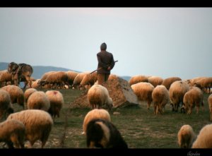Azərbaycanda iki çoban barəsində axtarış elan edildi