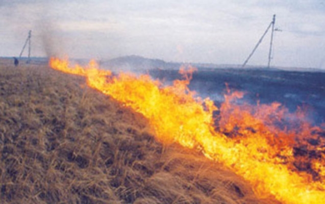 Şirkətin 815 hektar sahəsi yandı – Beyləqanda