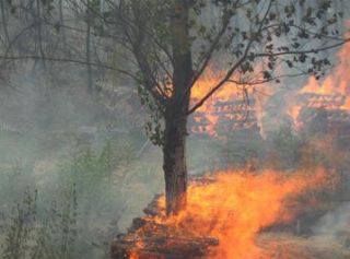 700 hektar meşə massivi yandı