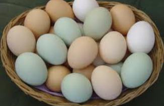 Yumurtanın istehsalçı qiymətləri 34%-dən çox bahalaşıb