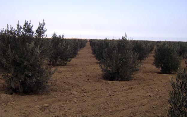 Sabunçuda zeytun təsərrüfatı yaradılır