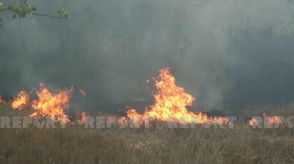 Cəlilabadda taxıl sahəsində yanğın