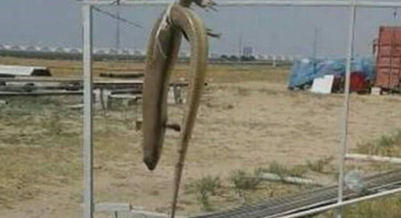 Bakıda tapılan nəhəng kərtənkələ öldürüldü – FOTO