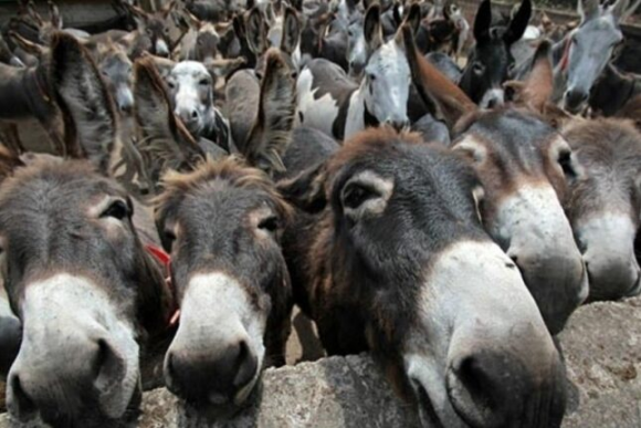 Azərbaycanda daha 2 min eşşək “yoxa çıxdı” – Rayonlar üzrə rəqəmlər