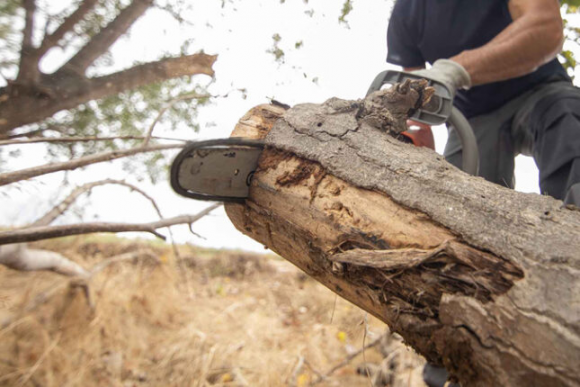 Yenə ağaclara qənim kəsildilər – Təbiətə 108 mindən çox ziyan vurdular