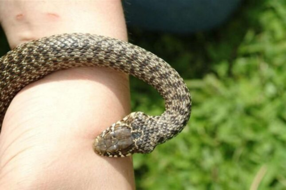 Məktəbdə yeməyin içindən ilan qalıqları çıxdı – Yüzlərlə şagird zəhərləndi