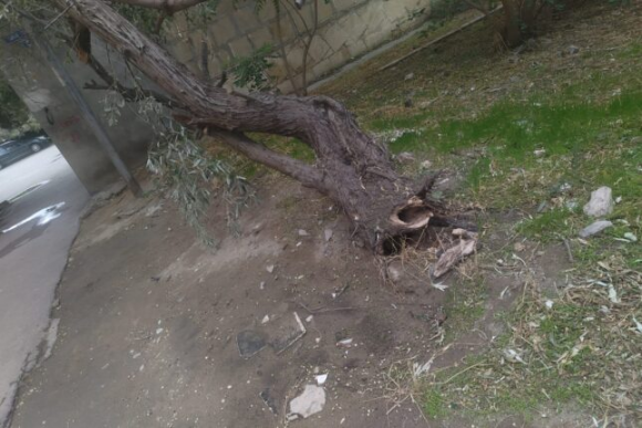 Hövsanda təhlükə, qurumlar biganə — “Ağaca toxunsaq, cərimələnəcəyik” – FOTOLAR