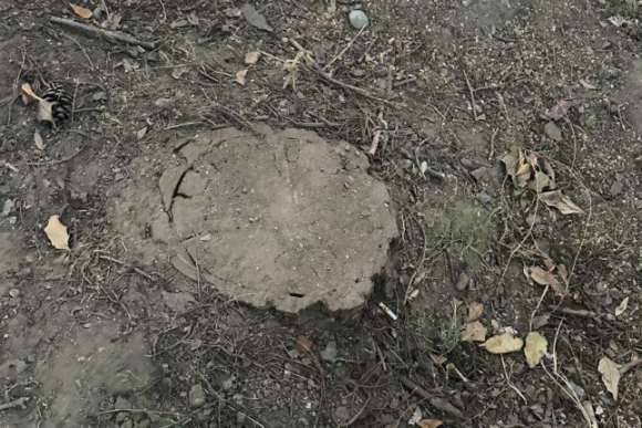 Böyük yaşıllıq ərazi məhv edildi… İki dövlət qurumundan fərqli CAVAB (FOTO,VİDEO)