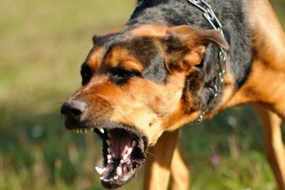 Tovuzda bir ay əvvəl itin dişlədiyi məktəbli Bakıda xəstəxanada öldü