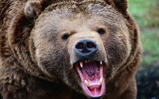 Ayı çobana hücum etdi – itlər sahibini xilas etdi